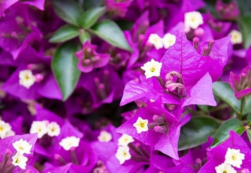 Miniatura 5 de 2 plantas de buganvillas vivas y vibrantes flores de buganvillas para jardín, adorno perenne de 4-9 Inc (morado)