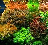 Hot Sale! Hot Pellia Java Fish Tank Aquatic Seeds For Live Fish Moss Fern Aquarium Plant Landscape Decoration Ornament 1000 Pcs/bag