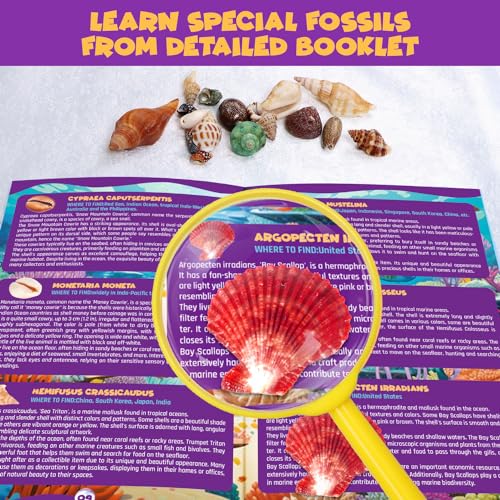 Image of PIBEX Ocean Fossil Dig Kit, 20+ Real Shells & Seasnails, Sea Creature Toy