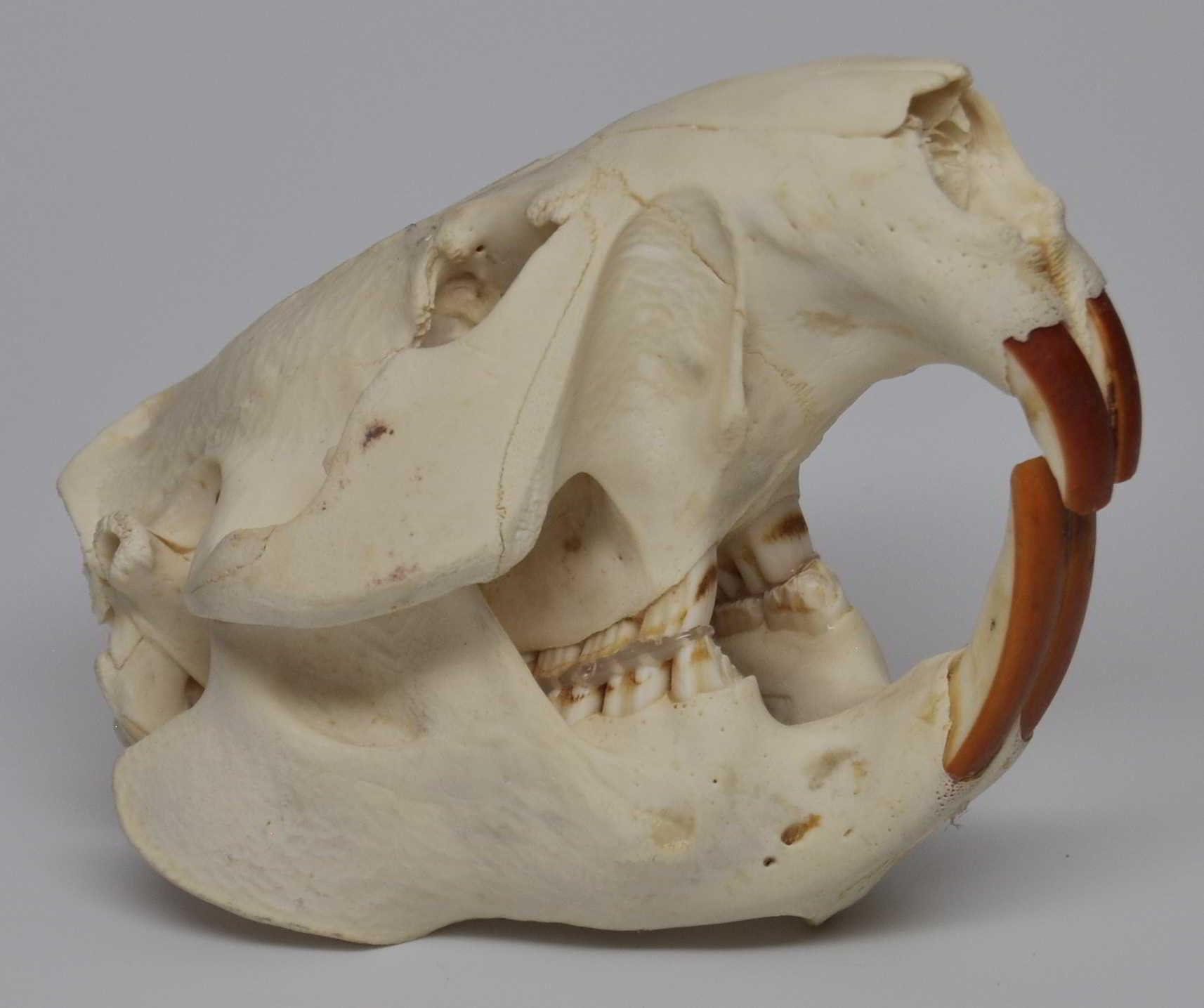 Real Bone American Beaver Skull
