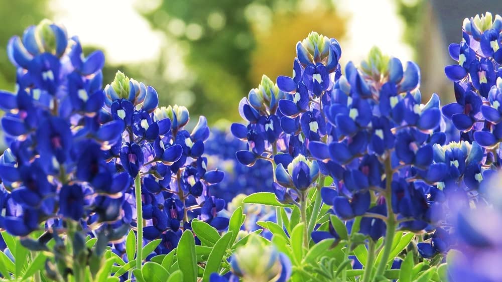 Texas Bluebonnet Wildflower Seeds for Planting - 100+ Seeds - Vibrant Blue Wildflowers, Ships from Iowa, USA