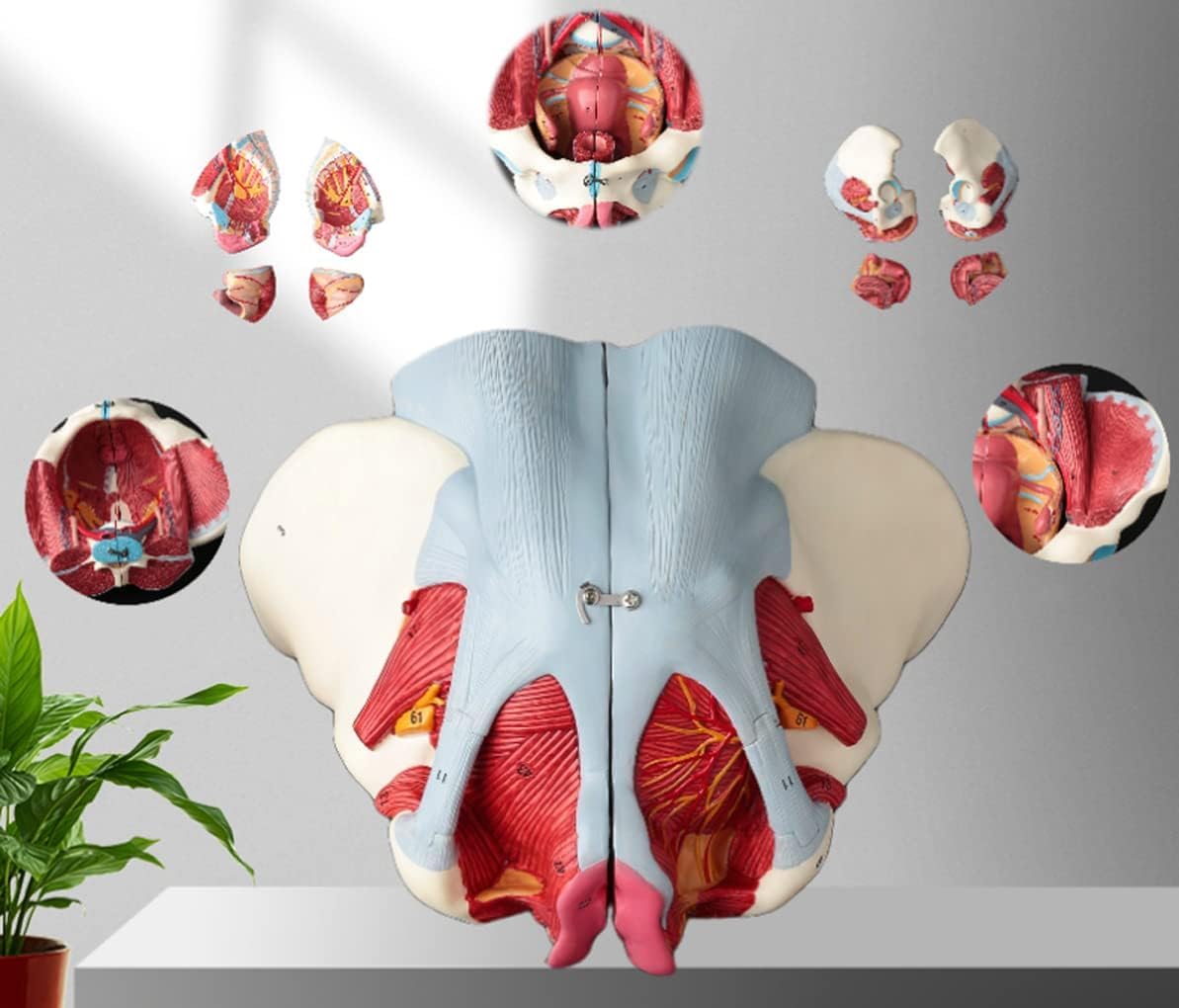 Ludzki Model Miednicy Miednicy Rzeczywistych, Naczyniowych, Nerwowych I Rozrodczych, 4 Narządy Usuwalne Do Fizjologii I Higieny W Szkole Anatomii