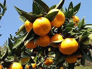 [2026年1月下旬頃からお届け] みかん 5kg 品種おまかせ｜先行予約 みかん フルーツ 果物 柑橘 [0529]