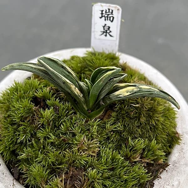 Amazon｜[ギフトに]オモト（万年青）：瑞泉[ずいせん]・鉢植え
