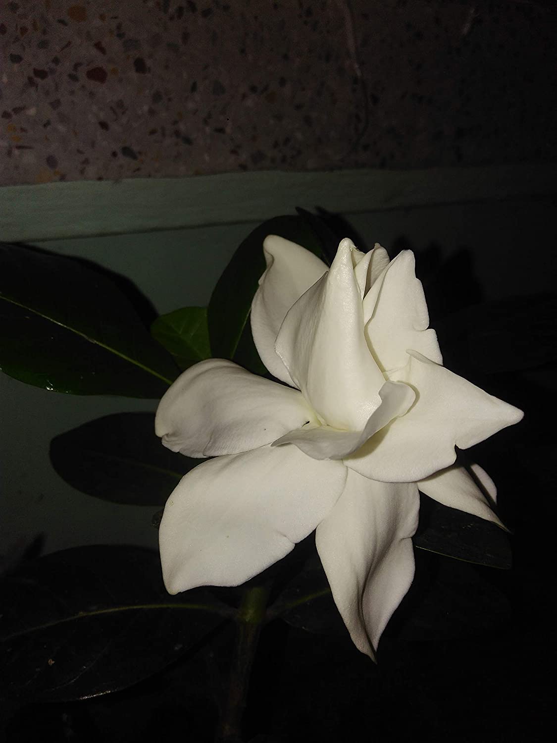 greEen Earth™ Gardenia Royal Gandharaj Highly Fragrant Flower (Big Size) Live Plant (B0B37VBFL8) Amazon Price History, Amazon Price Tracker