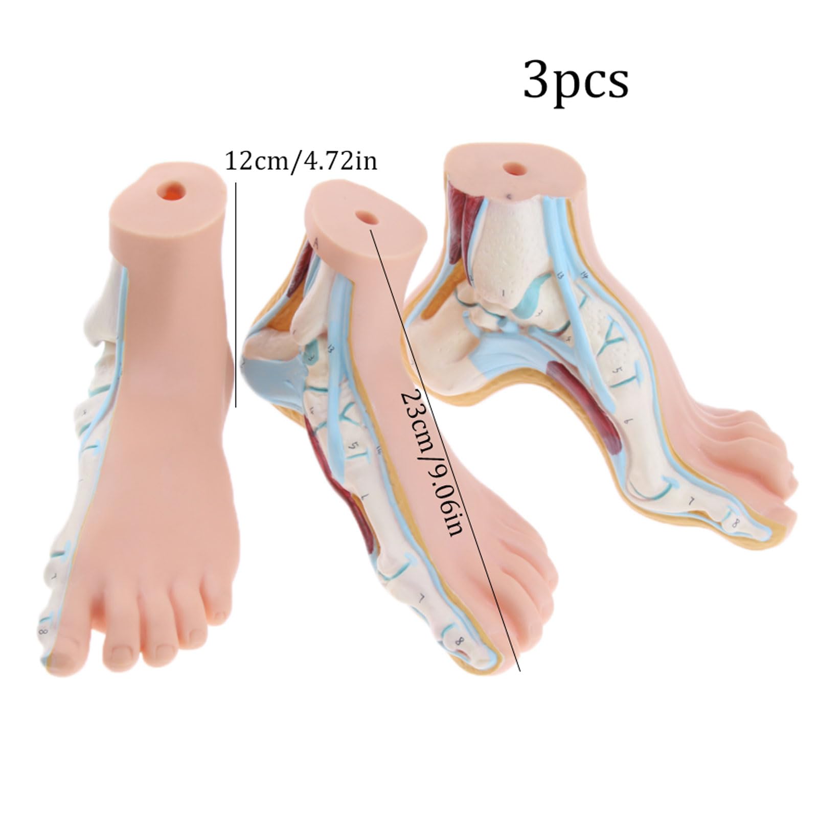 Modele Anatomiczne 3 Szt. Zestaw Ludzkiej Normalnej Płaskiej Wysklepionej Stopy Model Anatomiczny Pvc Anatomia Szkoła Materiały Laboratoryjne Do Nauczania Medyc,
