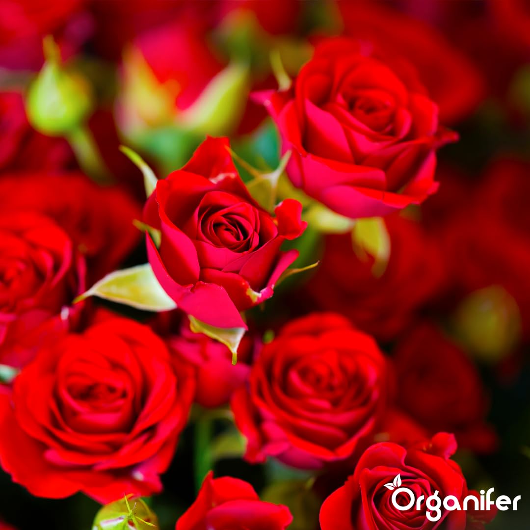 Fertilizzante Liquido Per Rose 10L – Concime Organico Per Fioritura Abbondante E Fogliame Sano – Rafforza Radici E Vitalità – Organifer