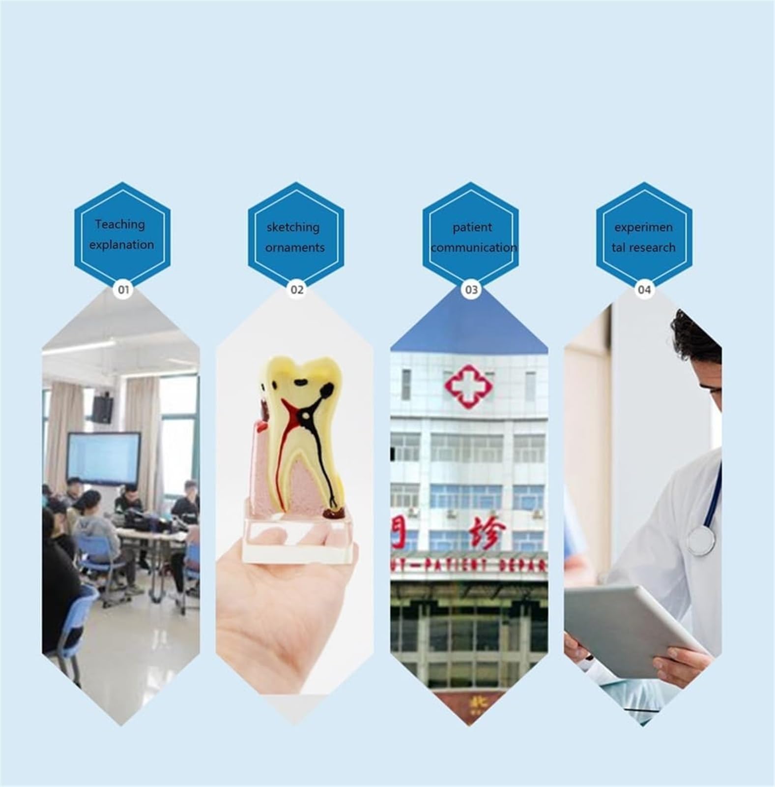 4X powiększony model anatomiczny próchnicy zębów z antypoślizgową podstawą - Dentystyczne narzędzie edukacyjne do demonstracji postępu próchnicy i struktury zęba