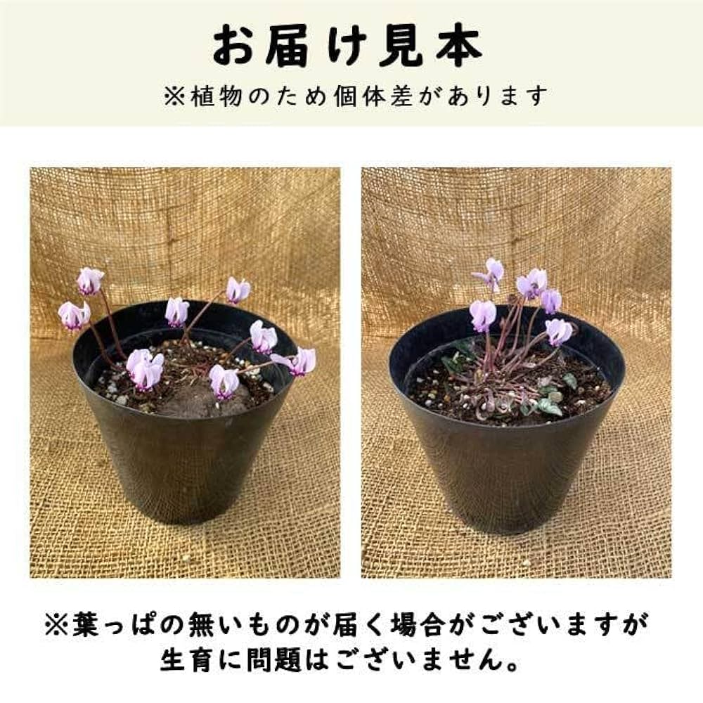 花「暗闇の一輪・・・シクラメン」 Amazon.co.jp: 原種 シクラメン ヘデリフォリウム 15cmポット苗