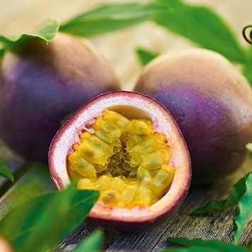 Bedwen Passion Fruit 'Suntropics' 5cm Plant x2   Exotic Climber for Edible Tropical Passiflora Fruit, Conservatories & Warm Sheltered Spots