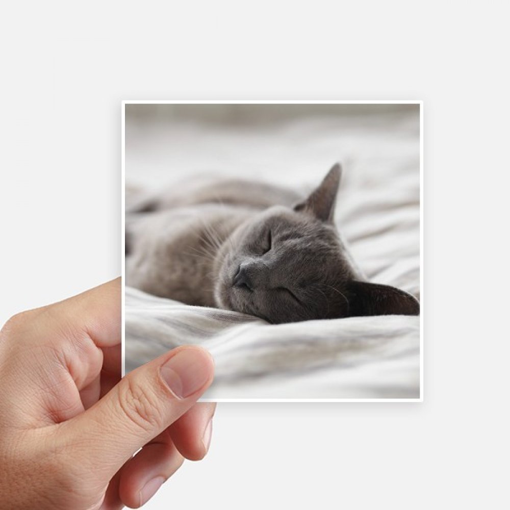 Autocollant carré chat gris 10CM sticker pc portable et moto 8Pcs
