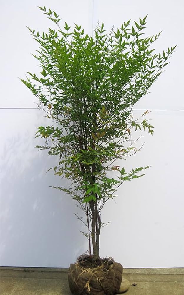 丁寧に対応します】南天（白） マホニア 0.3 2本 斑入りヤブラン3 丁寧に