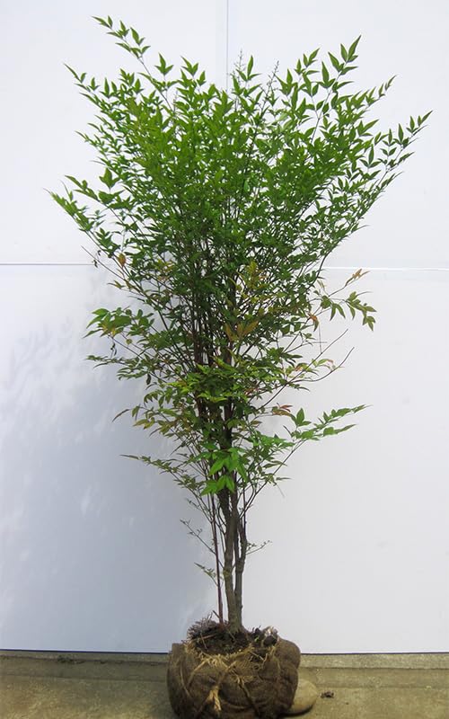 Amazon | 赤南天(アカナンテン)樹高1.2m前後 株立ち!! | 植木 Amazon | 赤南天(アカナンテン)樹高1.2m前後 株立ち!! | 植木