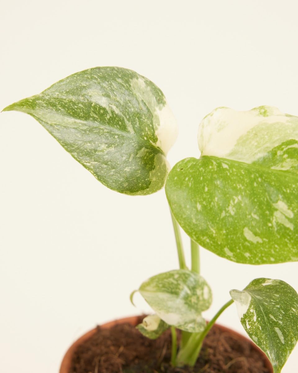 PLNTS - Baby Monstera Thai Constellation - Zimmerpflanze - Echte Pflanzen  fr Drinnen - 6cm Topf - Hhe 15cm : Amazon.de: Garten