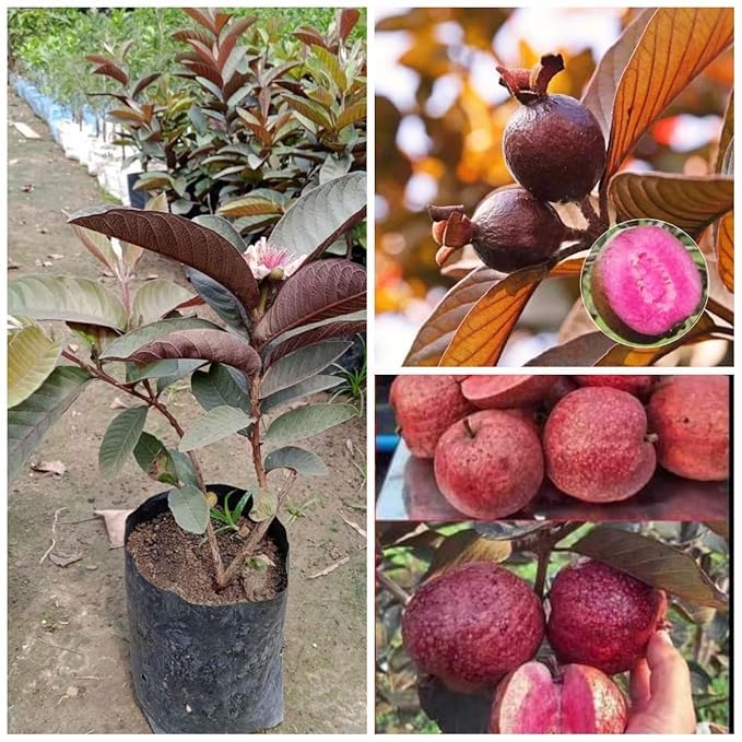 Image of All-Time 12 Months Hybrid GRAFTED Live Fruit Plant Original & Authentic Organic Tree for Outdoor Fast-Growing Fruit Plant Home Gardens Pack Of-1 (Red Diamond Guava Plant, Medium)