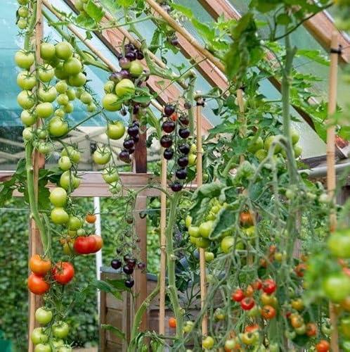 Planning the perfect veg plot: heirlooms, tomatoes and what lies beneath