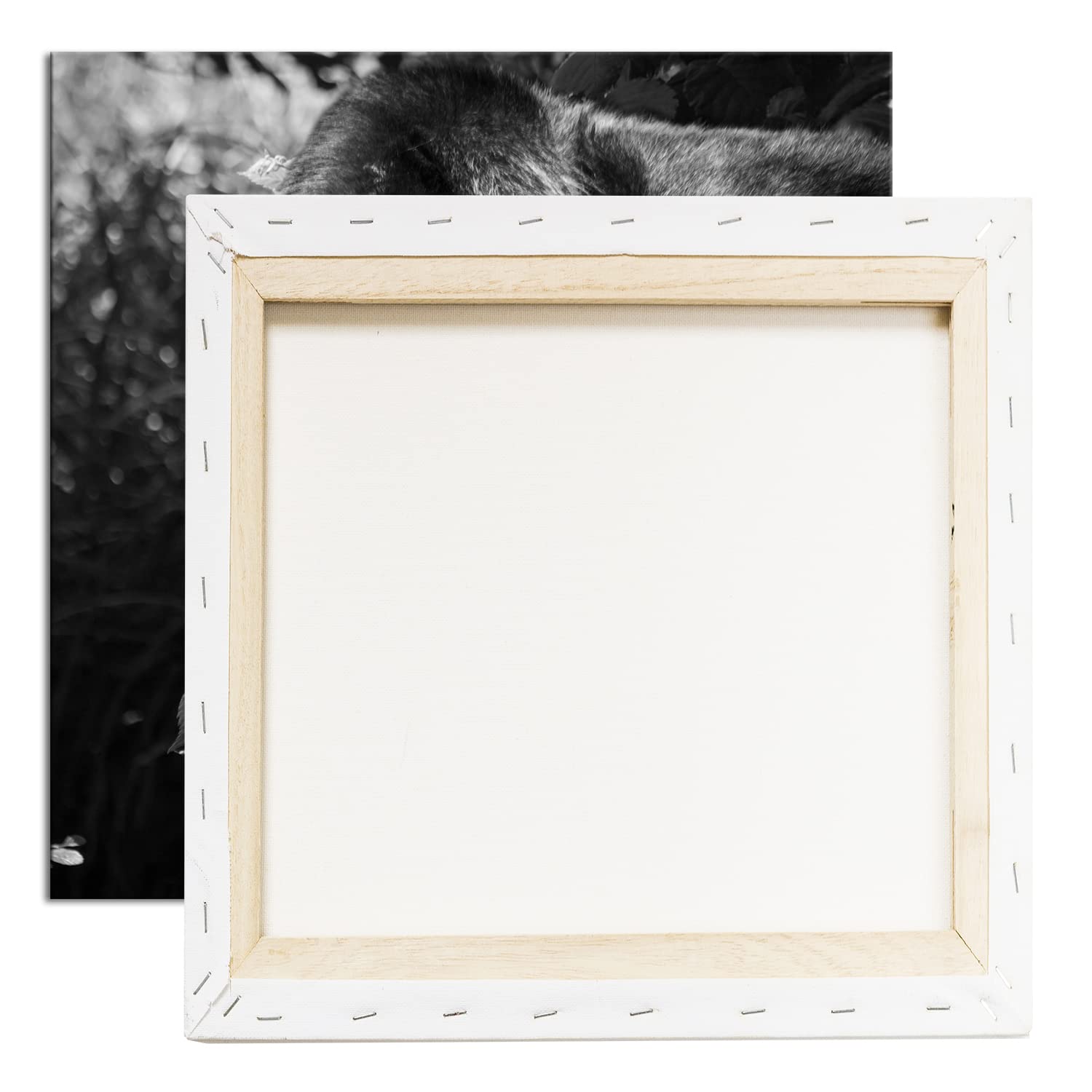 Grande formato Gorilla: 70 x 70 effetto: bianco e nero come tela su tela, motivo già incorniciato su cornice in vero legno, stampa digitale di alta qualità, senza poster o manifesto