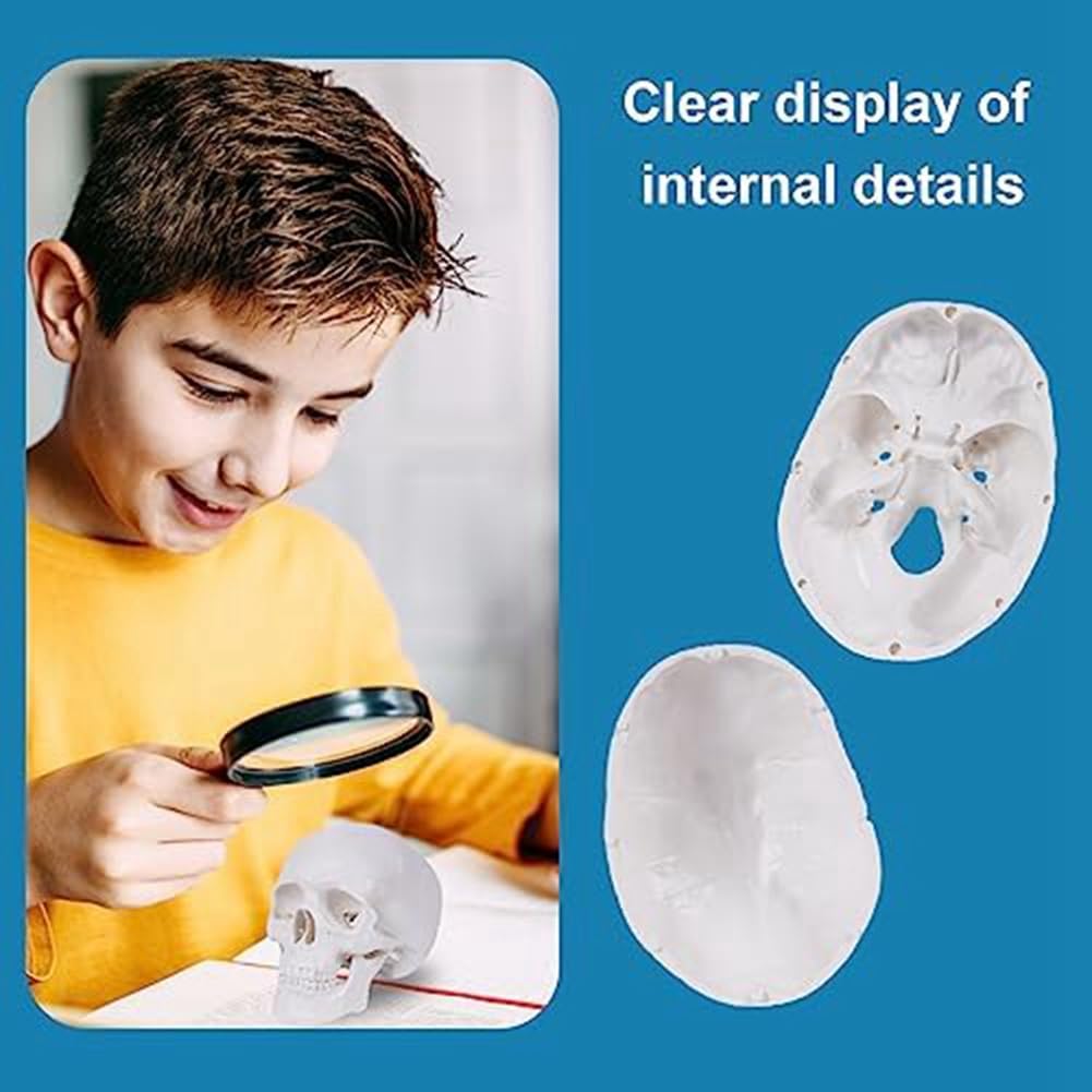 Mini Modelo de CráNeo Humano, Modelo de CráNeo AnatóMico de 3 Partes con Tapa de CráNeo ExtraíBle y MandíBula Articulada