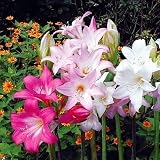 国華園 夏植え球根 ホンアマリリス ベラドンナリリーセット 2色2球 / 花の少ない夏から秋に咲く 花壇や鉢植えや切花に 26年秋商品