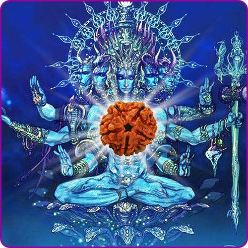 5 Mukhi Rudraksha Original Certified Nepal Bead Five|Panchmukhi Rudraksh 1
