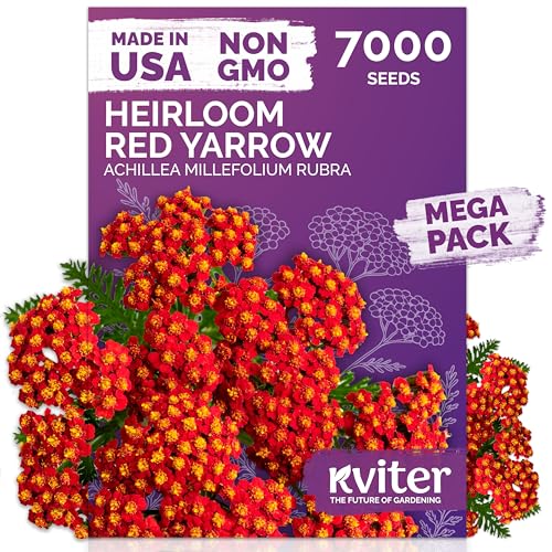 KVITER 7000 Red Yarrow Seeds (Achillea Millefolium Rubra) — Perennial Flower Seeds to Plant Outside, Heirloom & Organic — Native Wildflower Seed for Herb Garden, Beds, Containers & Meadows