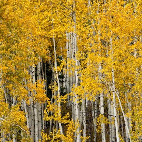 6 Quaking Aspen Trees Live Plants, Aspen Plant Seedlings, 8 to 13 Inc Tall Tropical Plants for Gardening Outdoor