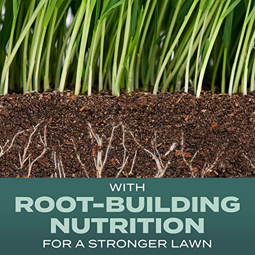 Grass Seed Blend For Shady Lawns Low Sunlight