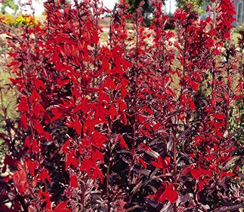 Lobelia Cardinalis ‘Queen Victoria’ Perennial Plug Plants Pack x6