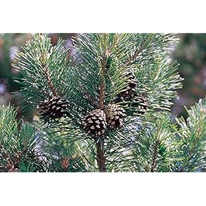 Go Garden Freeshipping für 30pcs / bag Baumsamen, Pinus Samen, Bonsai-Samen Hausgarten: 6