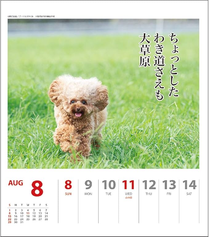 21年 プードル川柳 週めくり カレンダー Vol 011 カレンダー 文房具 オフィス用品 Amazon