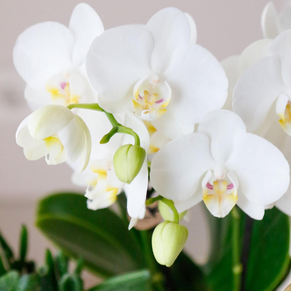 Kolibri Storczyki | COMBI DEAL 4 białe storczyki Phalaenopsis - Amabilis - wielkość doniczki Ø9cm | kwitnąca roślina doniczkowa - świeża od hodowcy