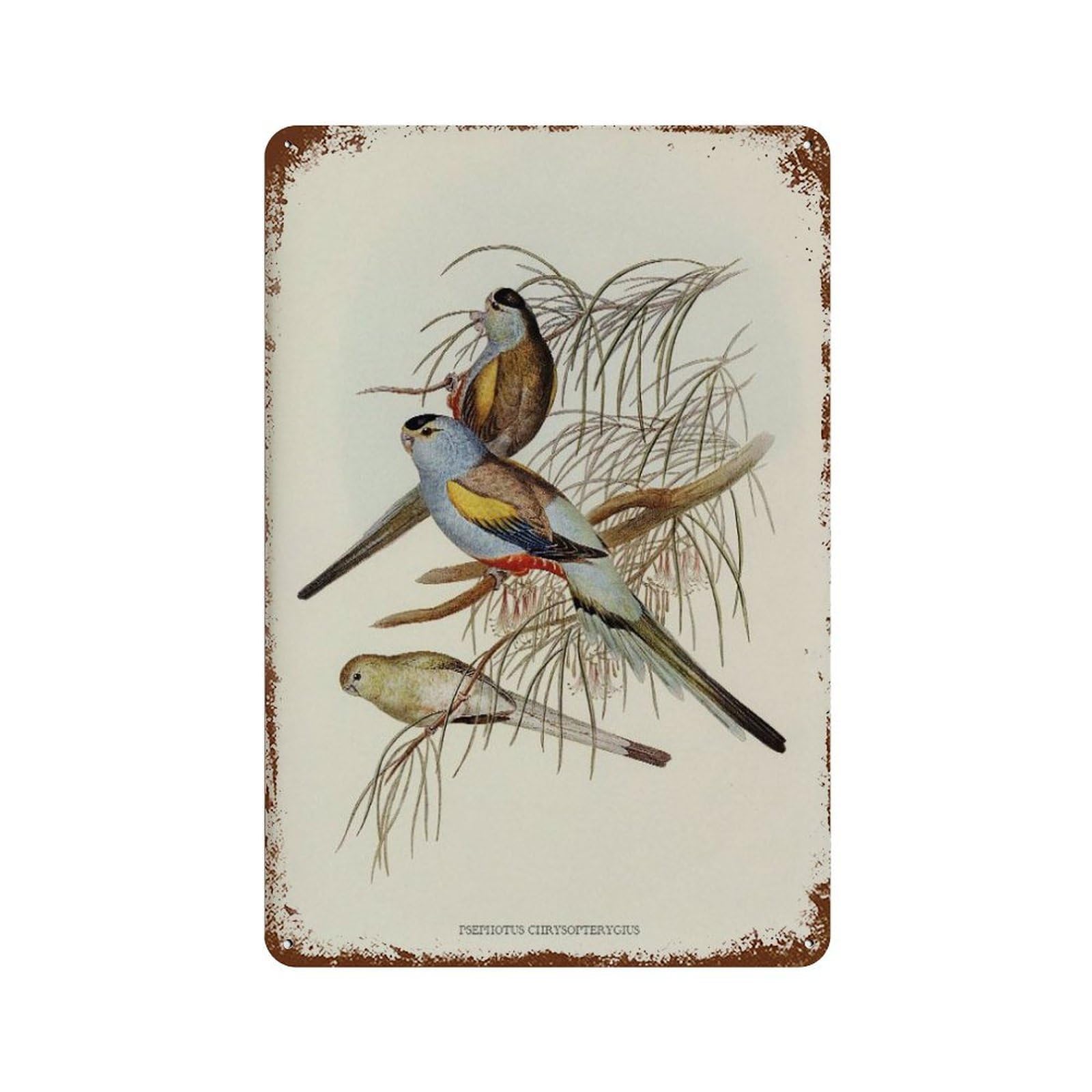 xiaoxiaoshen Vintage Parakeet French Country Bird Decor Wall Decor Art Metal Tin Poster Modern Home Decor Art Home Bar Shop Decorations Vintage Sign 30x20cm