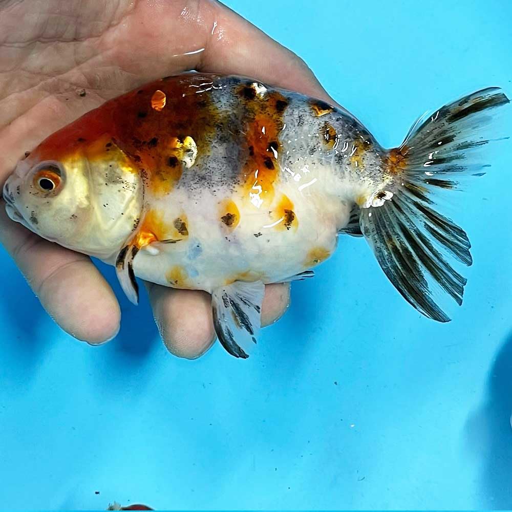 Amazon | 【国産金魚】江戸錦 LL（約12cm～13cm前後）1匹 生体 