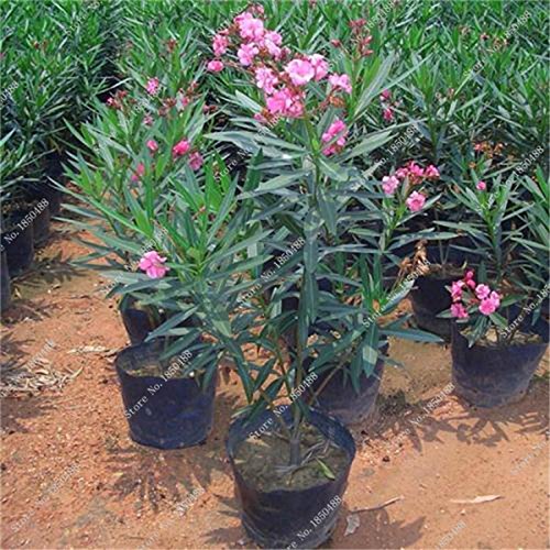 Bonsai Nerium Oleander Seed (Nerium indicum Mhle) im Freien mit Charme  Blumen-Baum blhende Pflanzen Garten-Dekoration 120 PC/Los 3 : Amazon.de:  Garten