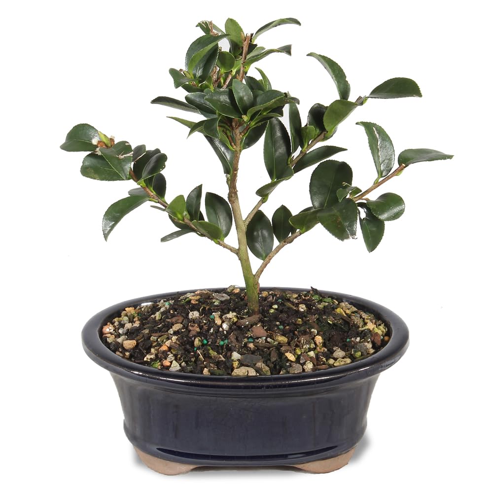 Brussel's Live Camellia Bonsai
