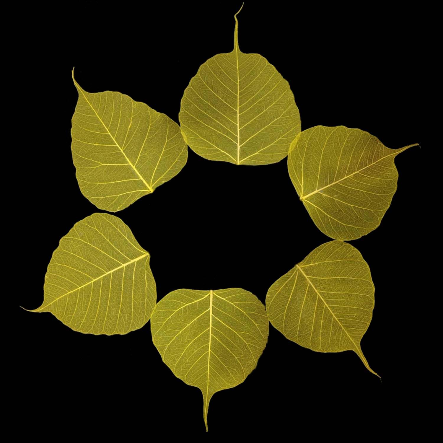 Gachwala Natural Yellow Skeleton Leaves Pack of 25 – Decorative Dry Leaf Veins for Craft Décor, Card Making, Invitations, Gift Tags, DIY Projects, Leaf Art & Decoration-picture-42