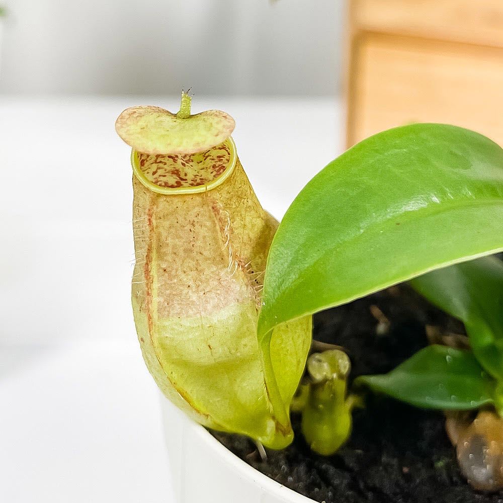 ネペンテス 抜き苗　食虫植物 ネペンテス 食虫植物 抜き苗