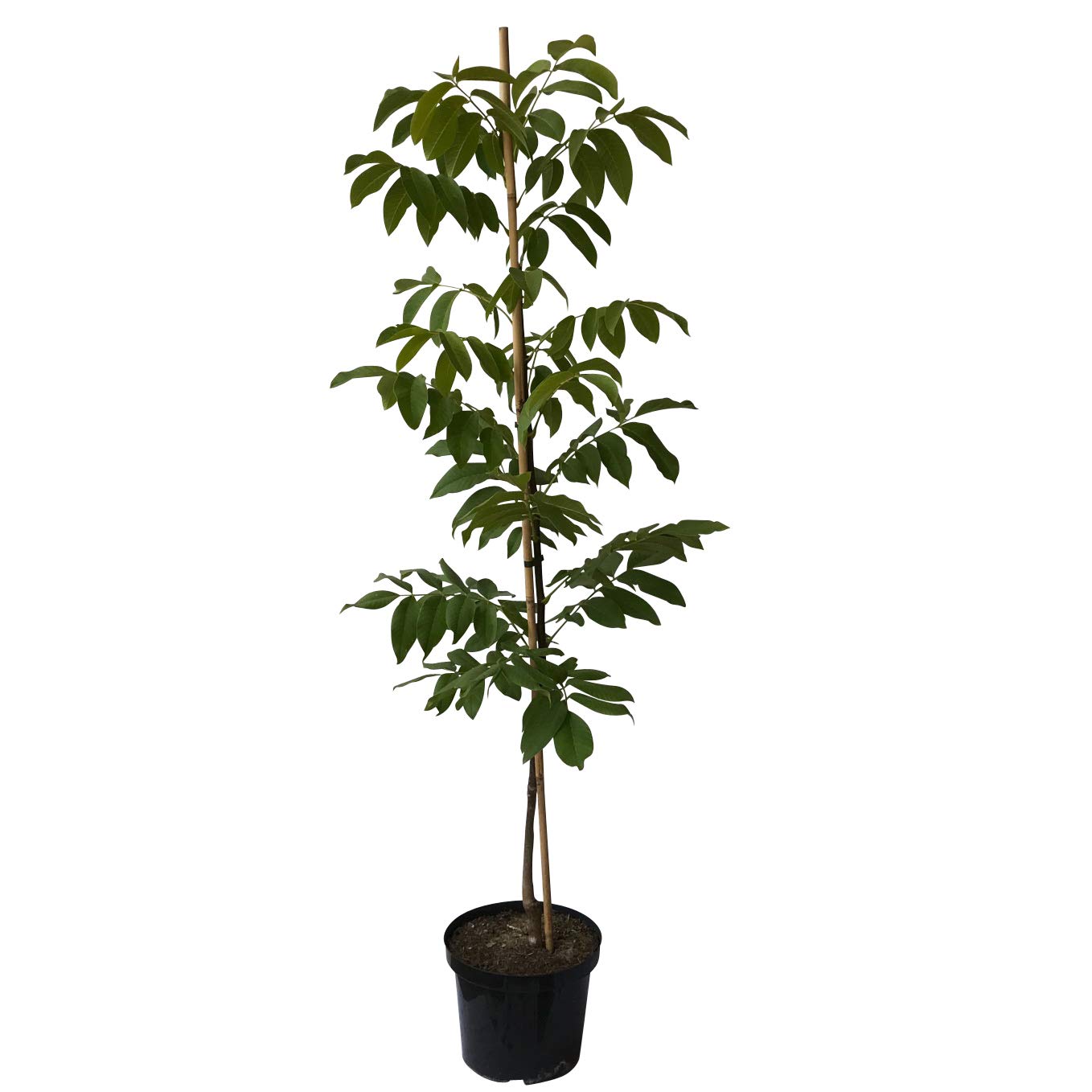 Walnuss Fernor veredelter Walnussbaum Juglans regia ca. 125-175 cm 10 Liter Topfballen 10 Liter Topfballen