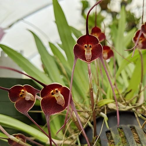 Miniatura 7 de QAUZUY GARDEN 10 semillas raras de orquídeas de cara de mono de orquídea semillas de Drácula Simia de mono semillas de orquídeas raras hermosa