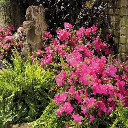 1 Gallon Azalea Encore Autumn Sangria 1 Gallon Azalea Encore Autumn Sangria