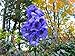 200 Monkshood Seeds (Aconitum Napellus)world's Most Poisonous Plant ,Deadly Beauty !