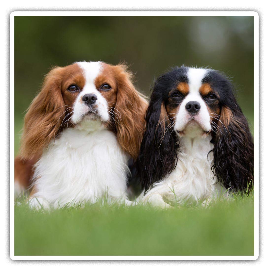 Destination Vinyl Ltd Multi Square Stickers (Set Of 2) 7.5Cm - Cavalier King Charles Spaniel Dog Laptop Tablet Luggage Scrapbook #15816