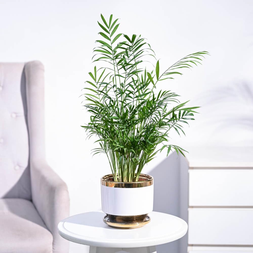 Ugaoo Air Purifying Bamboo Palm Live Plant with Aurelius Ceramic Pot (White, Medium) (B0D79GBF96) Amazon Price History, Amazon Price Tracker