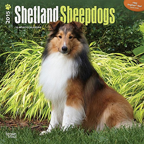 Shetland Sheepdogs 2015 Wall Calendar