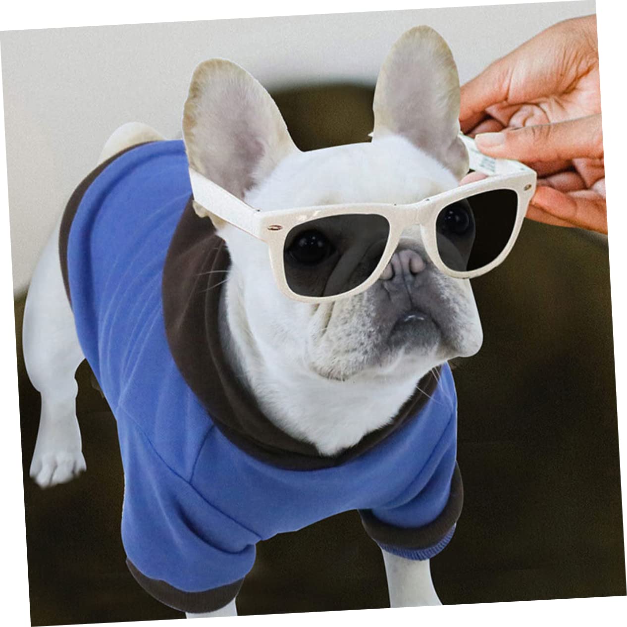 Kisangel 5pièces Vêtement pour Chiens Polaire Épais Sweatshirt Chaleureux pour Chiots Pull Adorable pour Animaux De Compagnie Confort Et Style pour Intérieur Et Extérieur Foncé