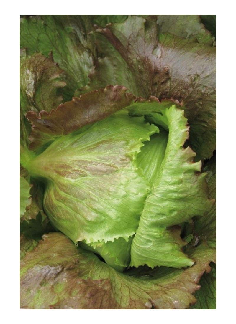 Lettuce - CRISPHEAD Iceberg - 900
