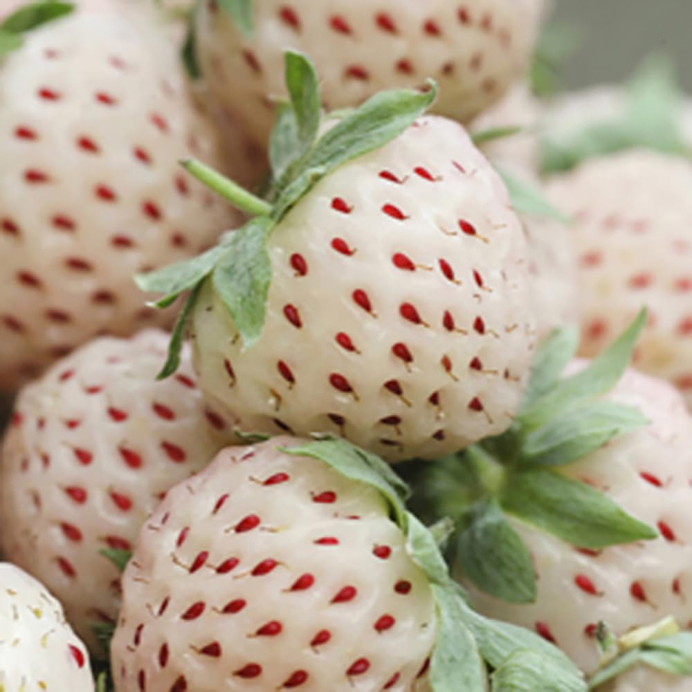 Yougarden White Strawberry 'Pineberry' In 9Cm Pots X6