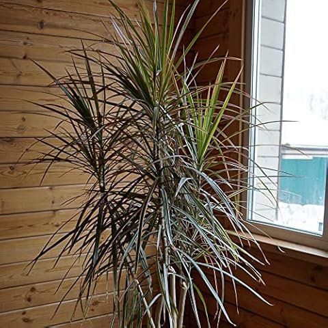 Dracaena marginata 'Bicolor' Indoor Plant Cover