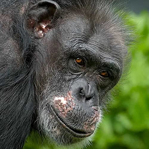 The Chimps & Monkeys of Fauna Sanctuary Need your Love! With Dr. Mary Lee Jensvold | Ep. 05