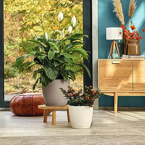 Lechuza Classico Color 35 Marrone Sabbia 13225 - 7